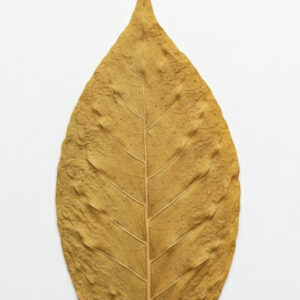 orient-rohtabak-tabakblatt