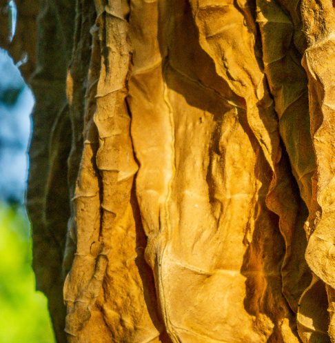 tobacco leaf, yellow brown cigarette material. golden sun dried tobacco leaves. tobacco leaf tobacco crop
