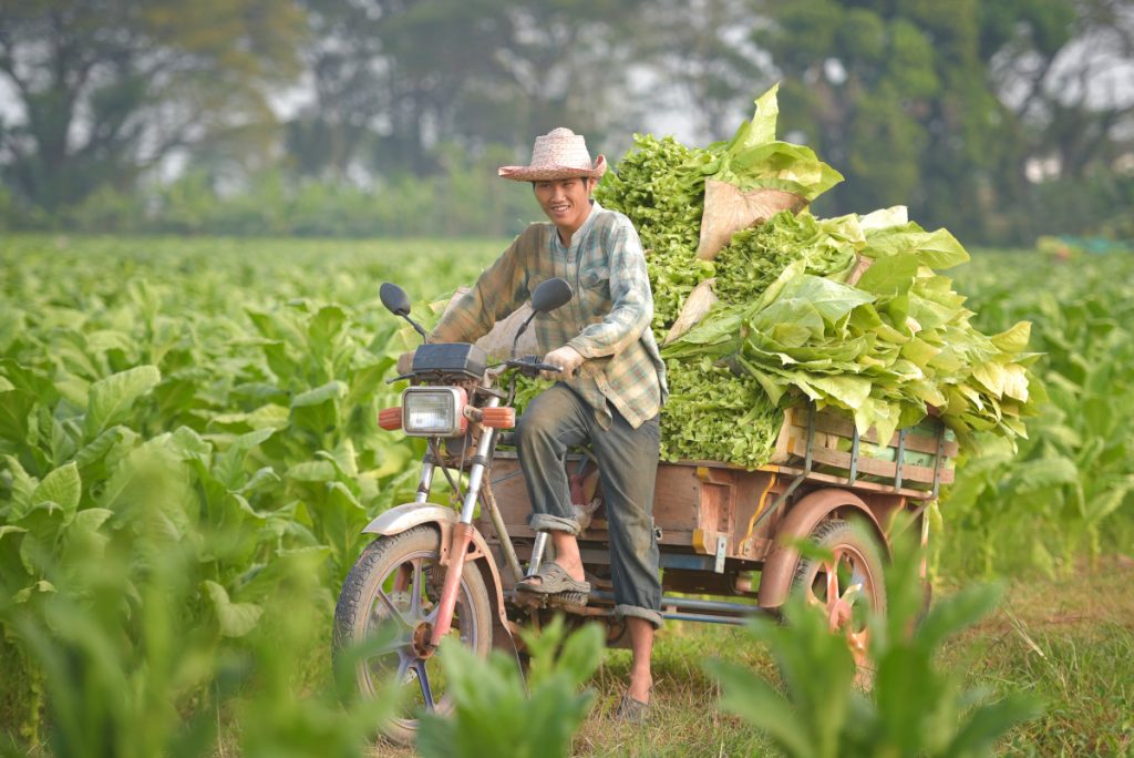 tobacco farmers with skylab.