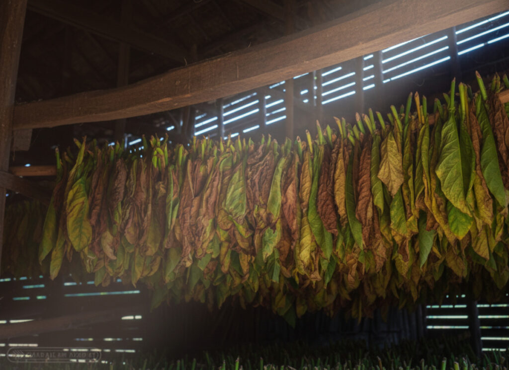 Tabakblätter beim fermentieren