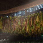 Tabakblätter beim fermentieren