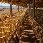 tabakblaetter trocknen